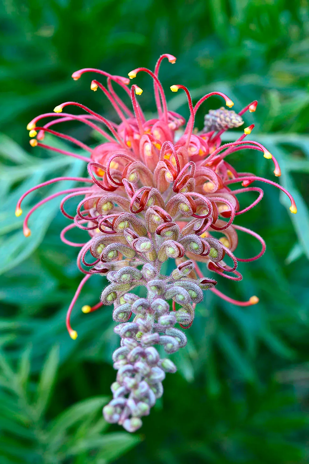 Grevillea superb.