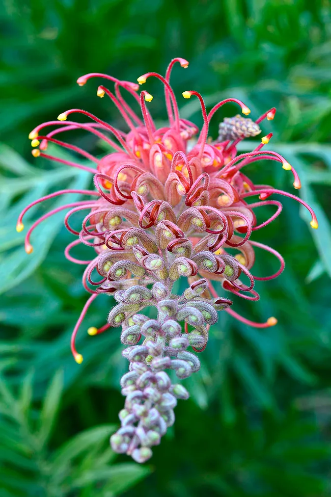 Grevillea superb