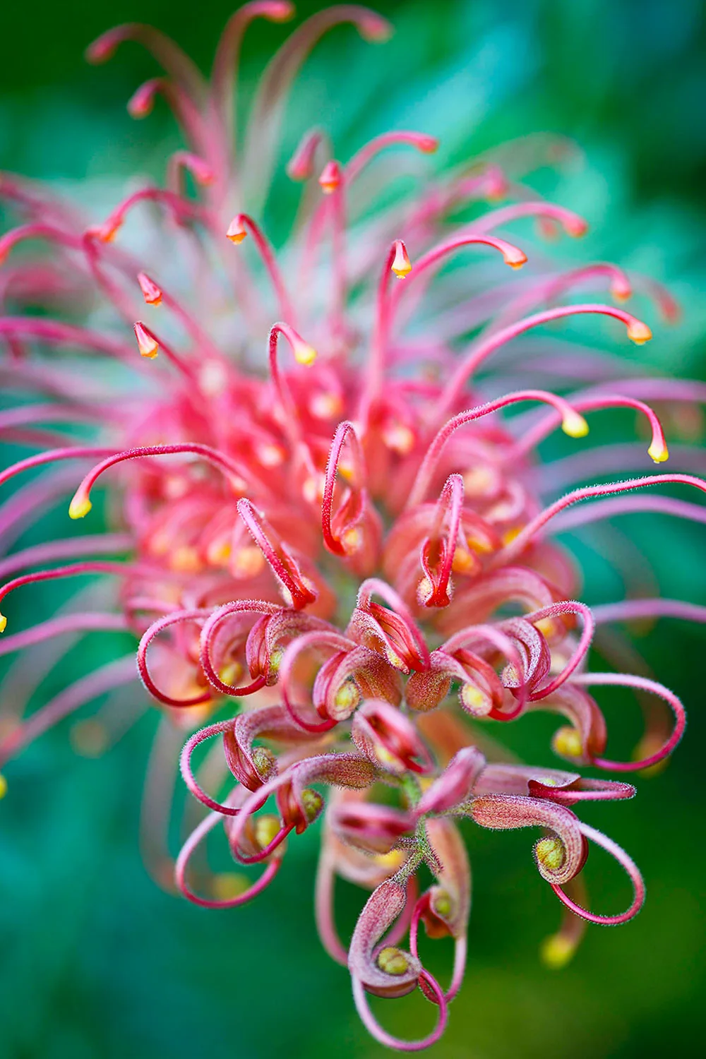 Grevillea superb flower close up