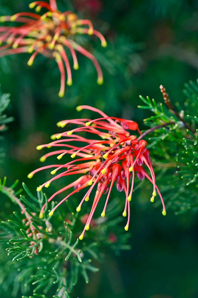 Grevilla thelemanniana