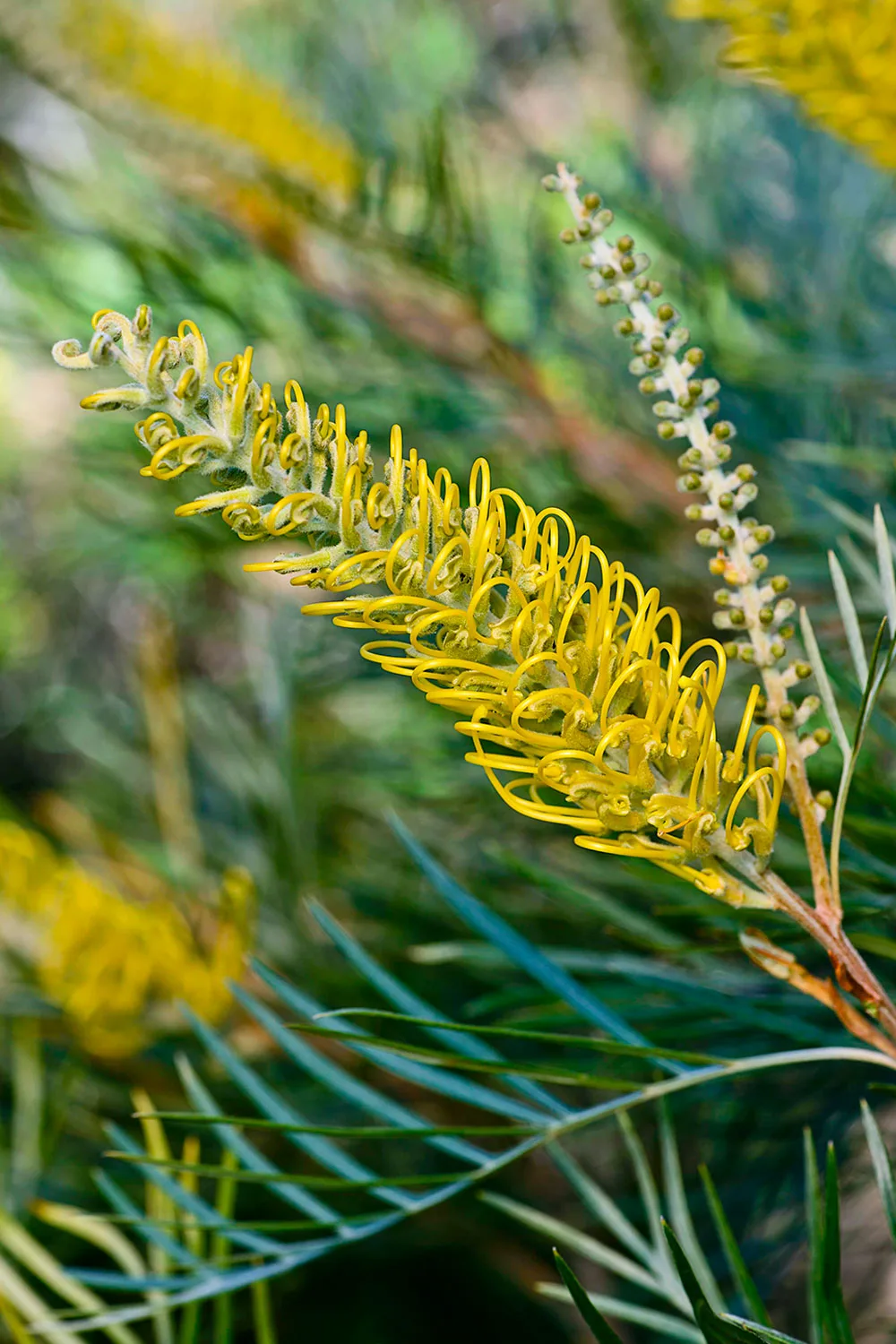 Grevillea Honeybird Yellow.