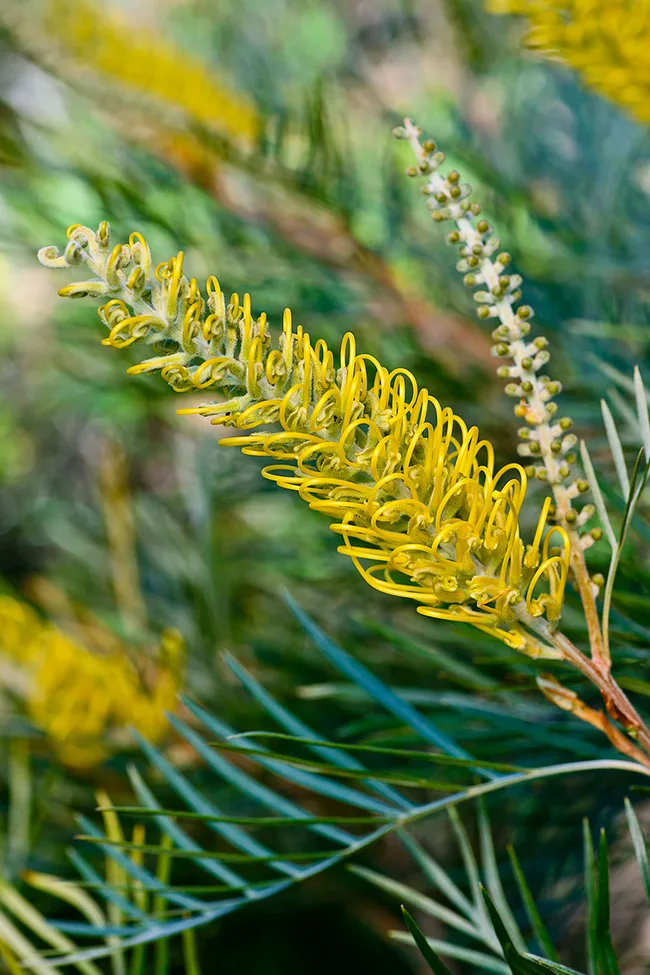 Grevillea Honeybird Yellow