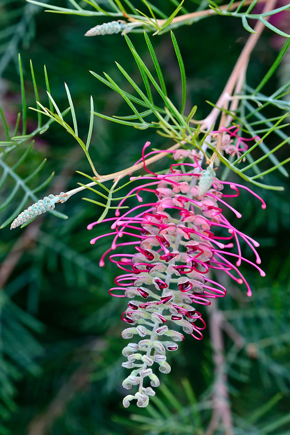 Grevillea Lana Maree.