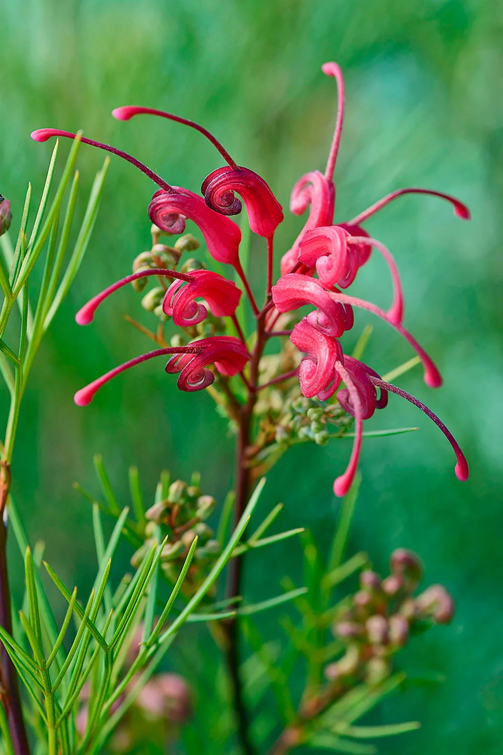 Spider like grevillea flower