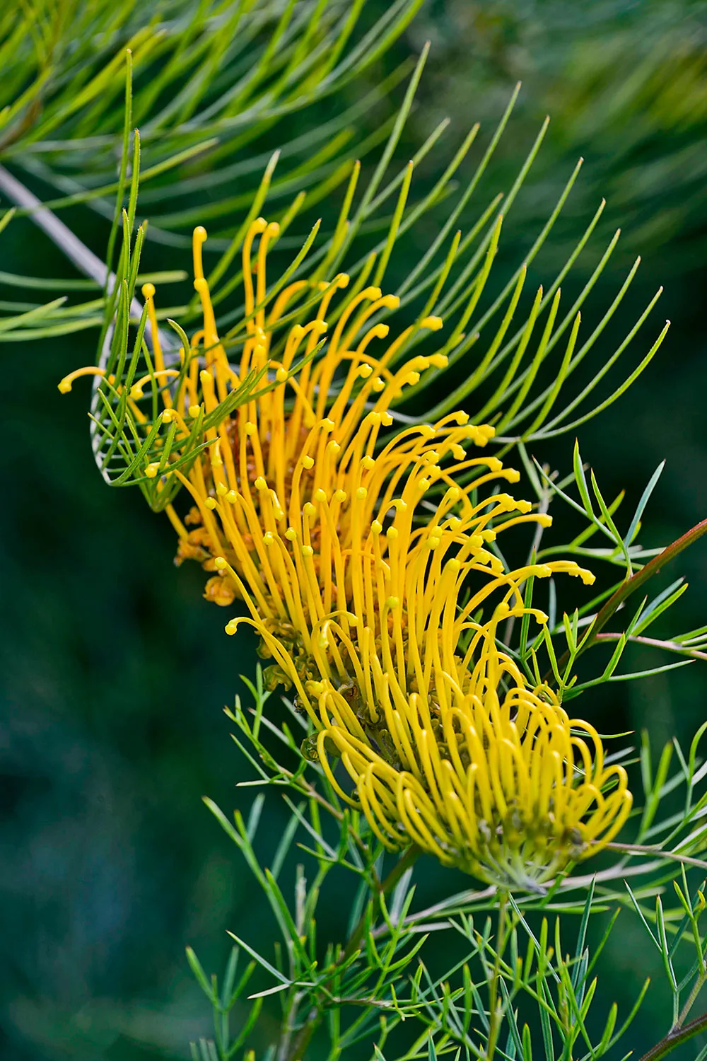 Yellow tooth brush like grevillea flower.