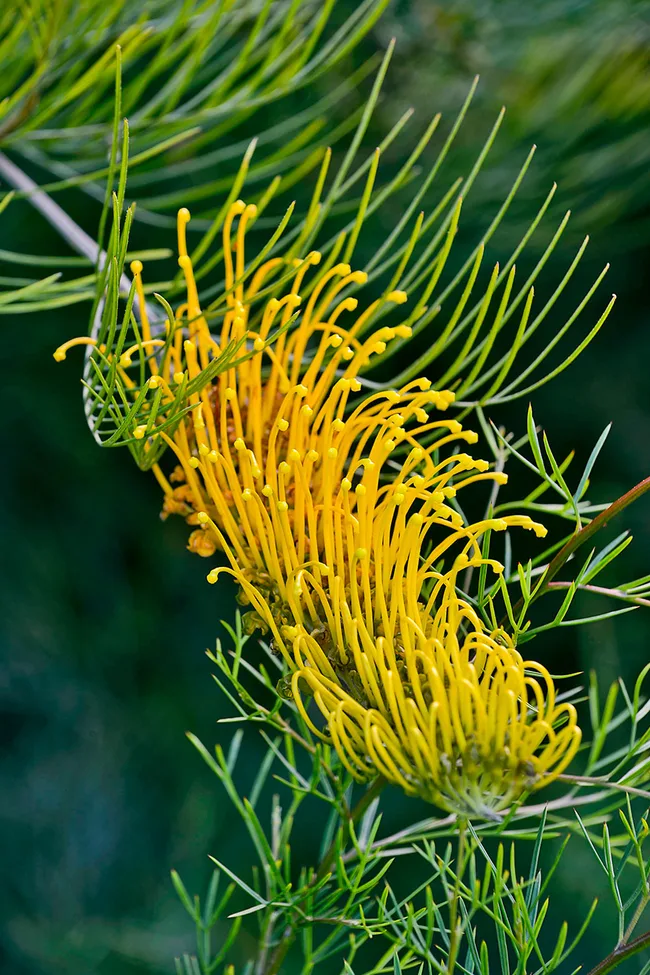 Yellow tooth brush like grevillea flower