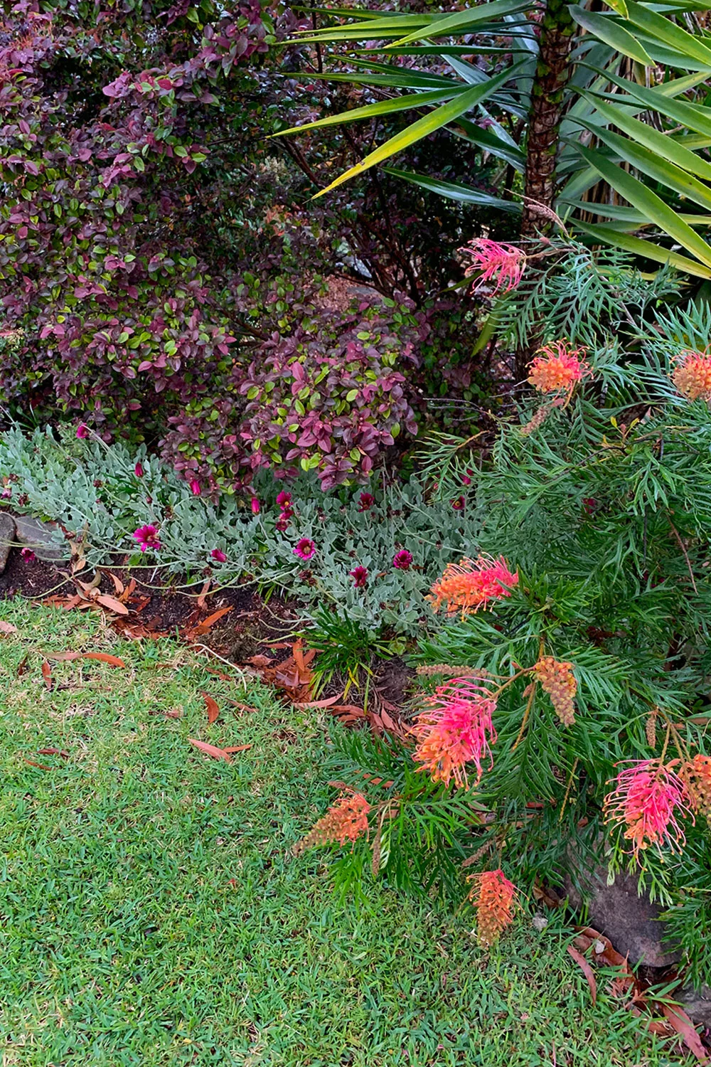 Grevilleas in a flower bed