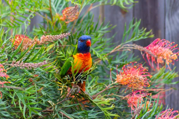 Rainbow lorikeet on the branch of a grevillea tree