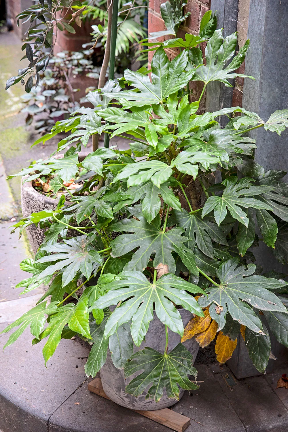 Japanese fatsia