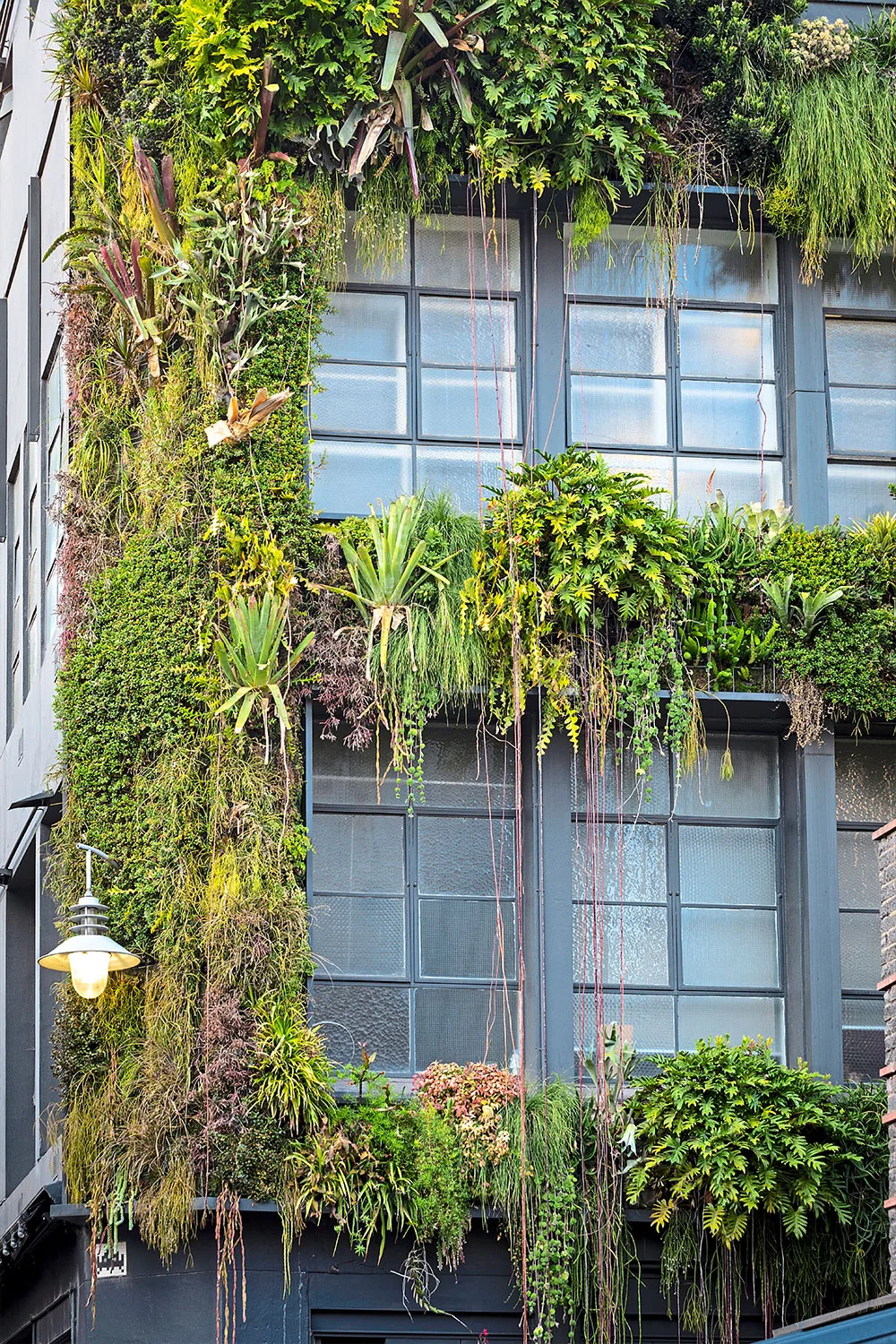 Green wall on Melbourne building