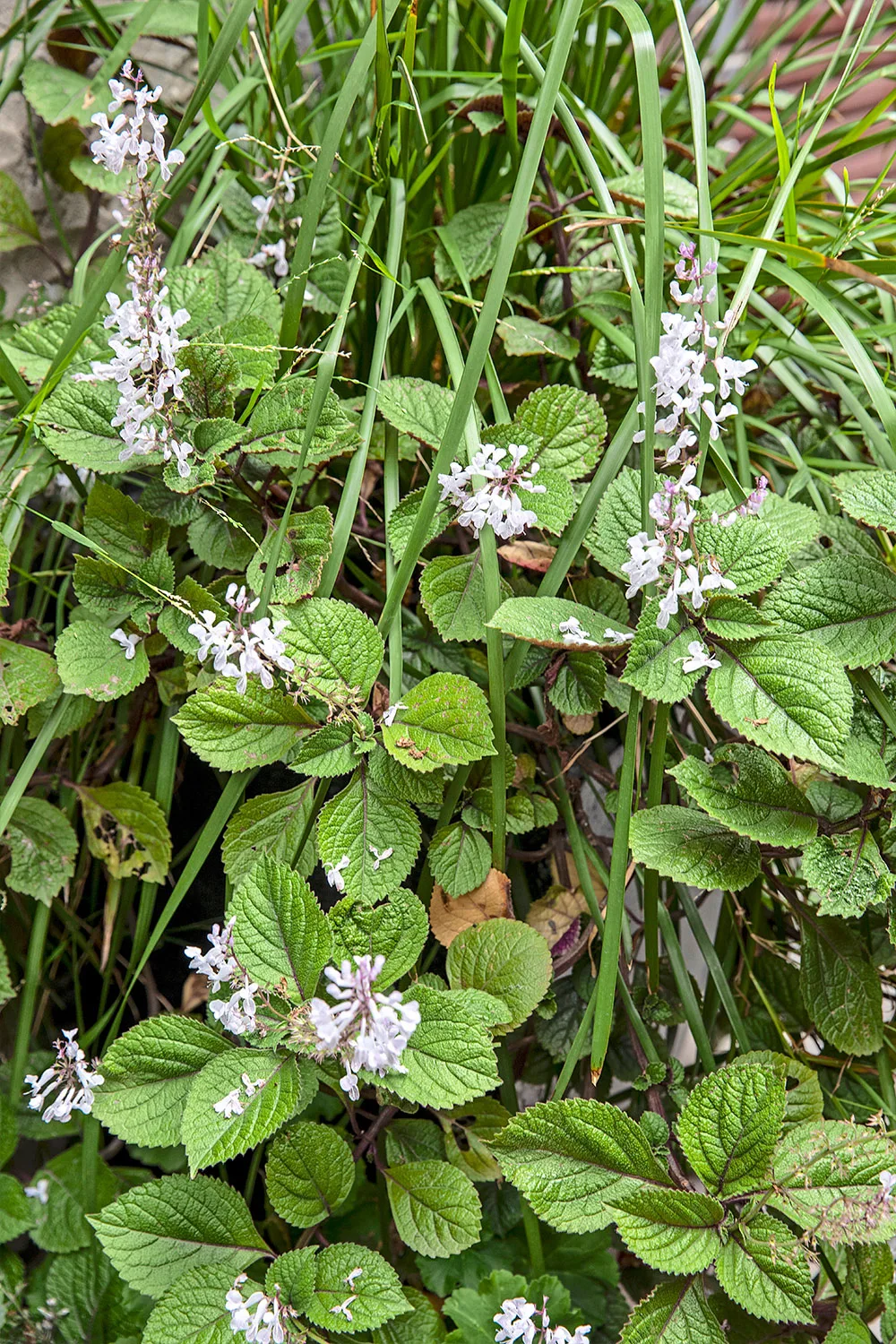 Plectranthus
