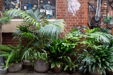 Melissa explores Melbourne’s green laneways