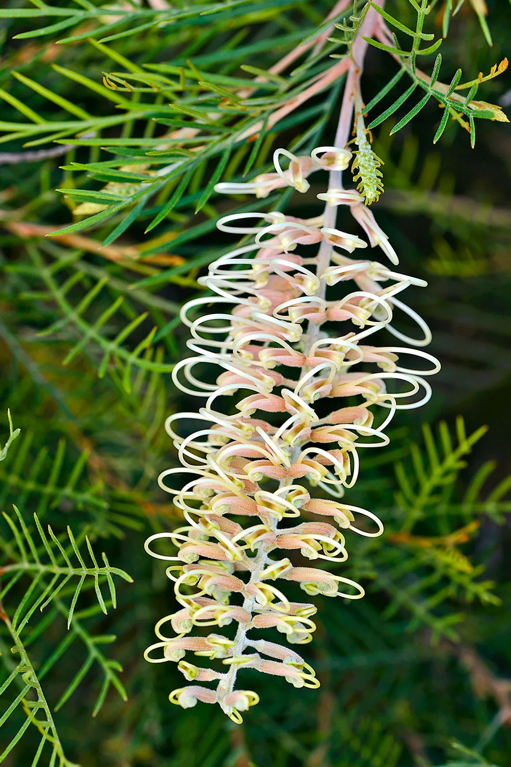 Grevillea Ivory Whip.