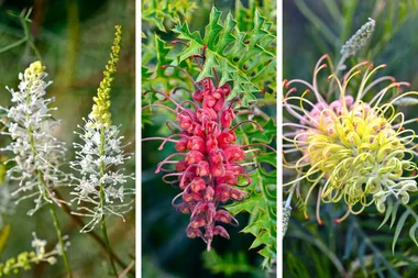 14 beautiful grevillea varieties to plant in your garden