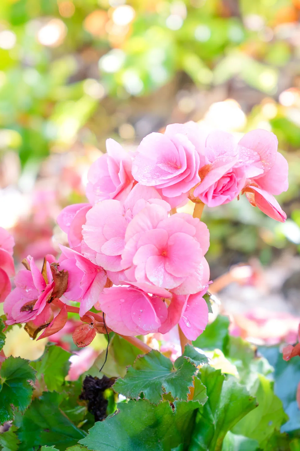 Begonia tuberhybrida