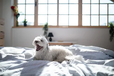 How to ask your landlord for a pet