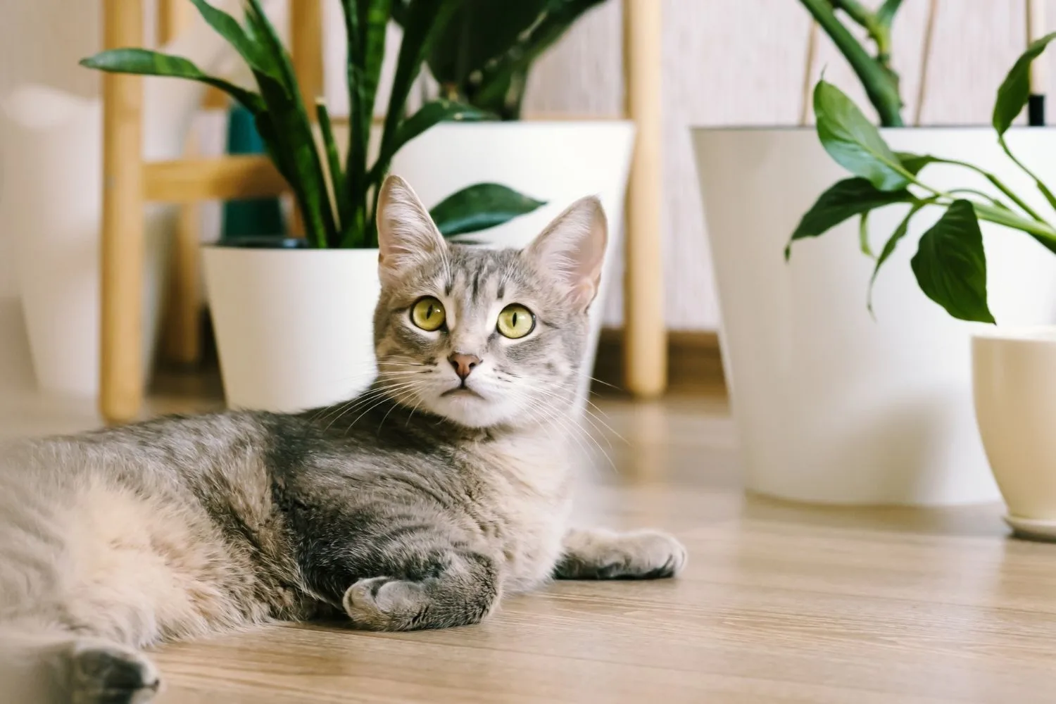 cat on floor