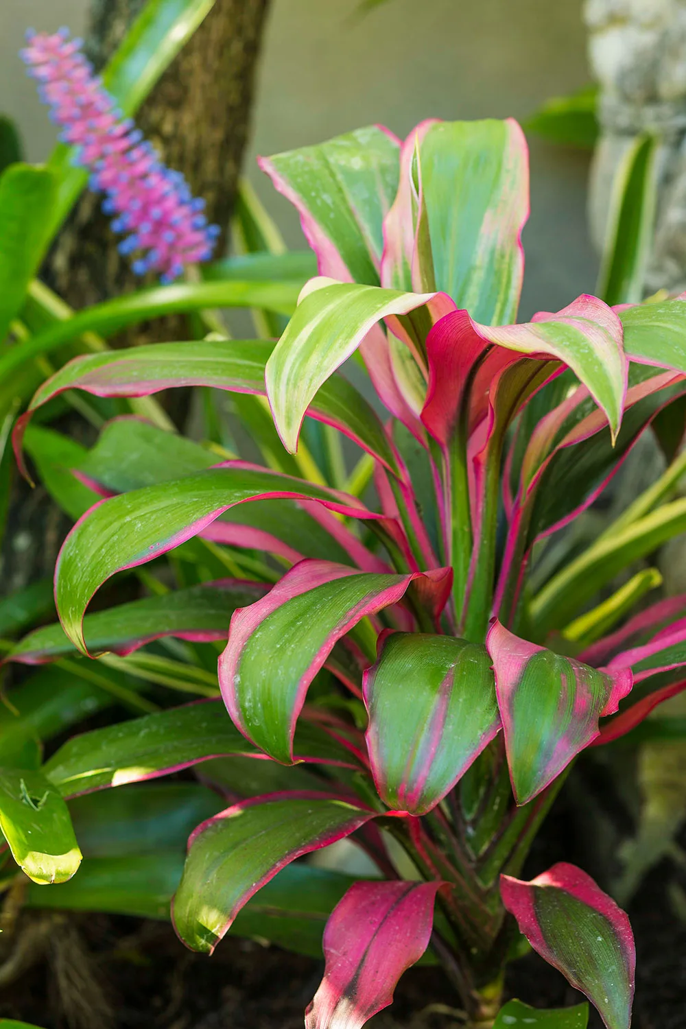 Close up of leaves of Cordyline fruticosa 'Kiwi'