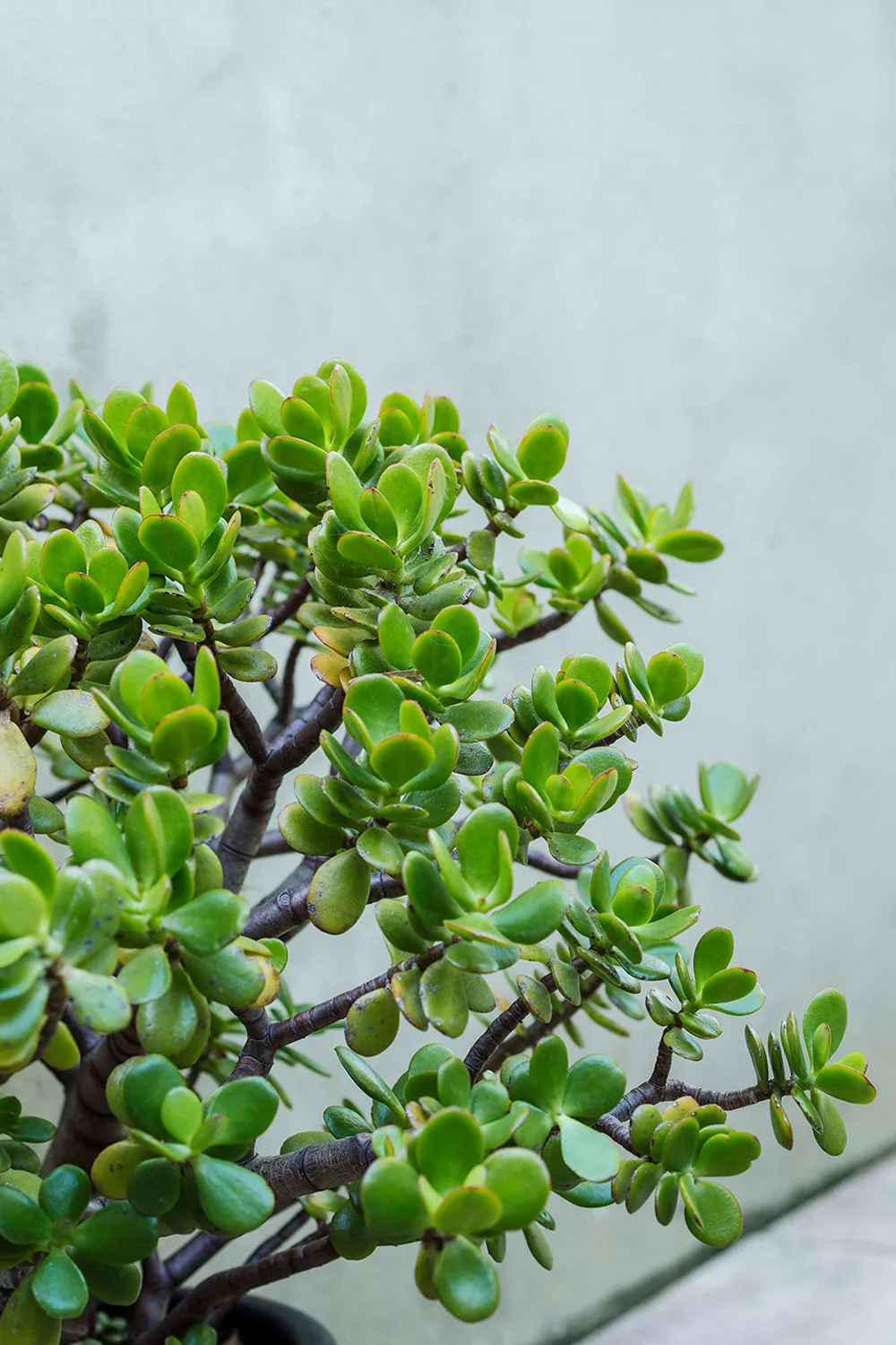 Jade plant close up