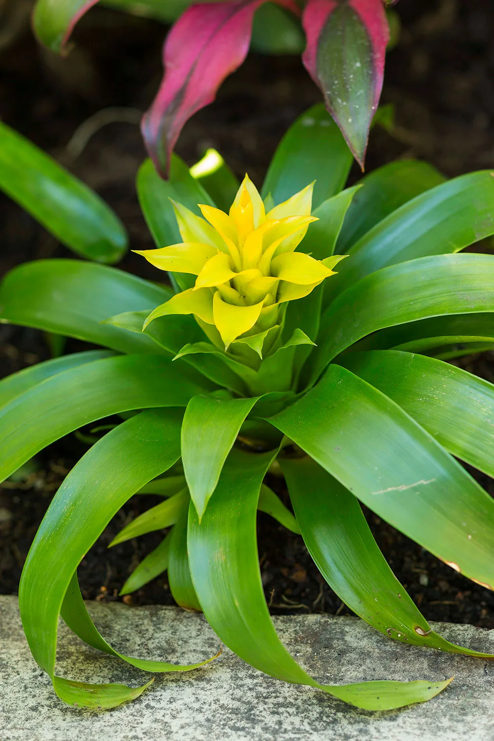 Yellow bromeliad flower