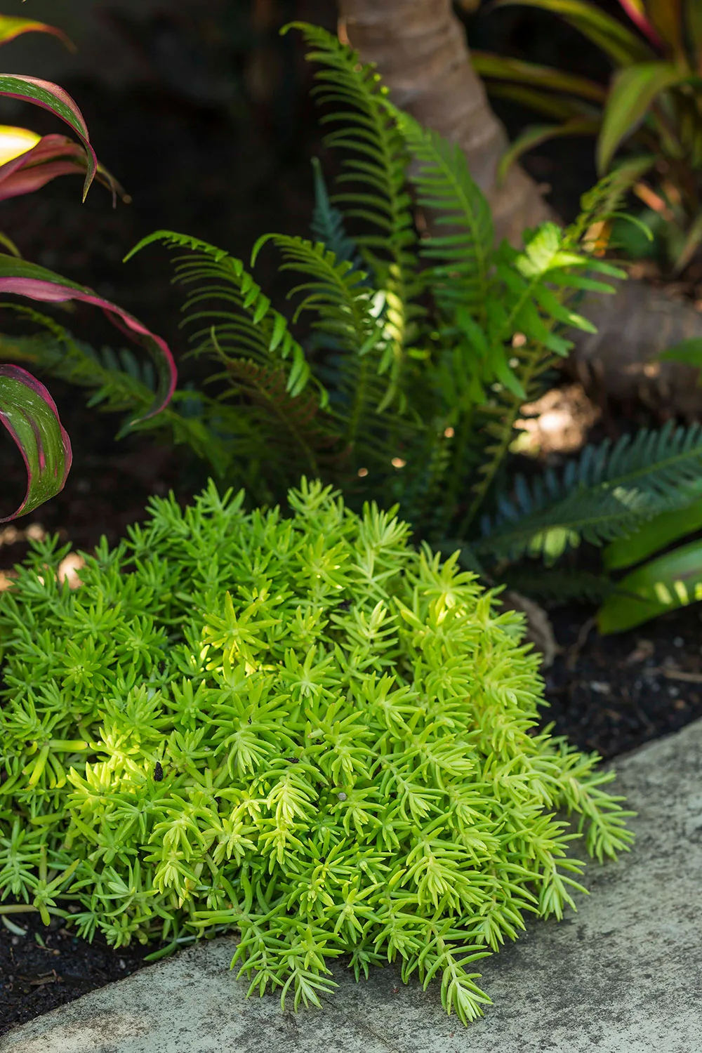Sedum 'Goldilocks'