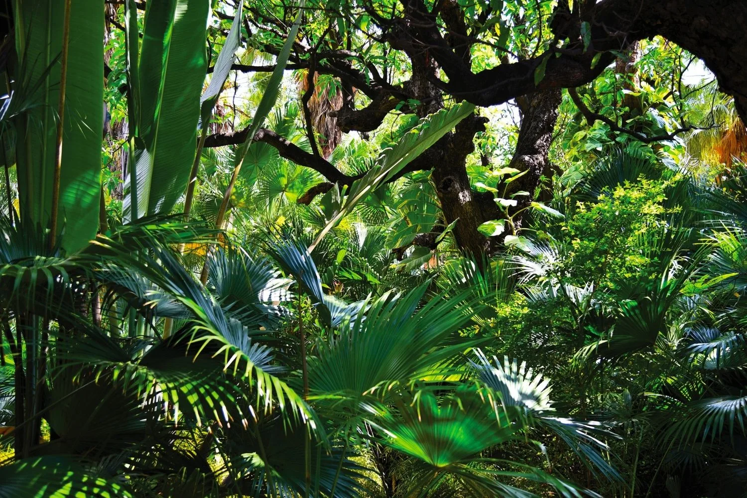 jungle garden