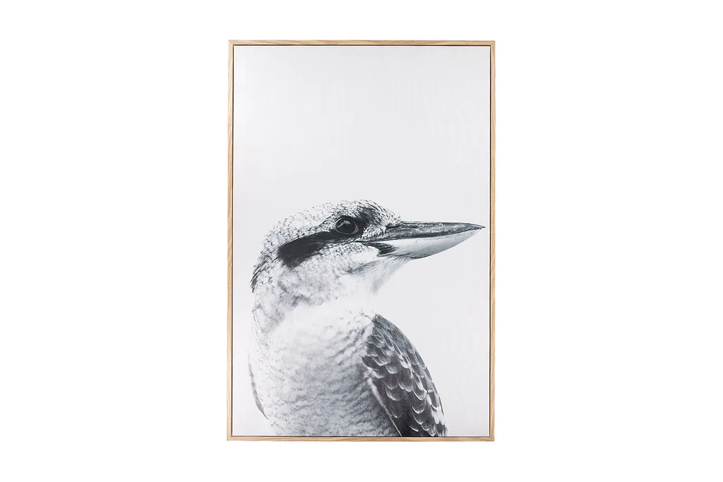 Kookaburra