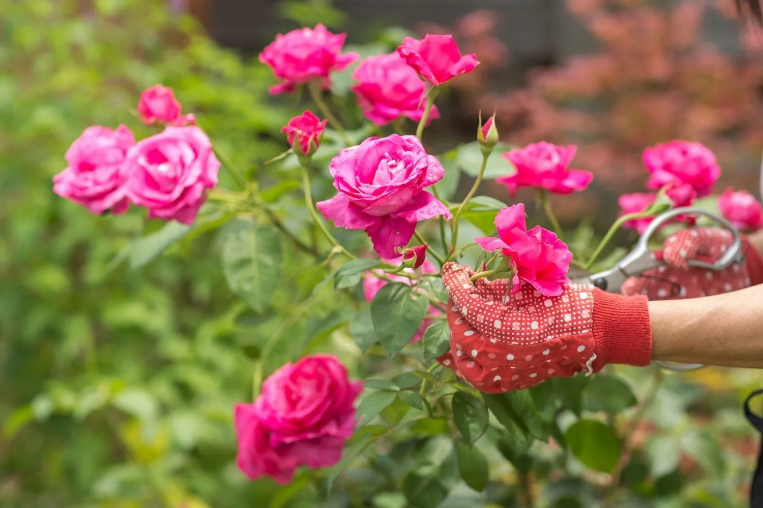 pruning roses