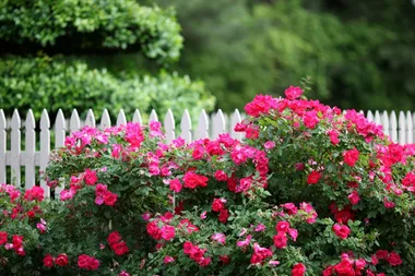 Why winter is the best time to plant roses