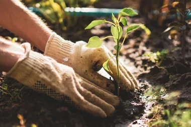 When to plant in your garden according to zodiac signs