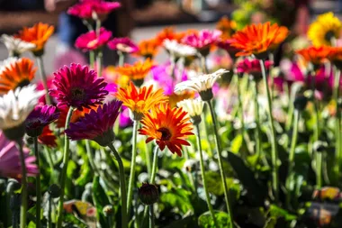 A massive three-day garden expo is coming with more than 60,000 plants on sale daily