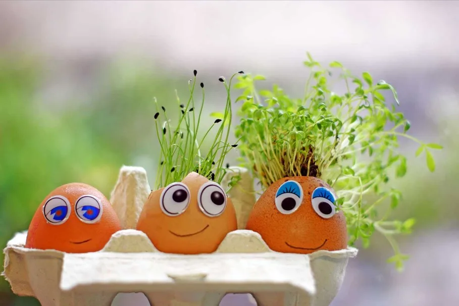 egg faces