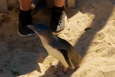 Dr Harry visits a marine rescue park