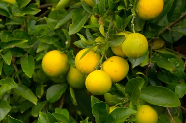How to keep your citrus trees healthy