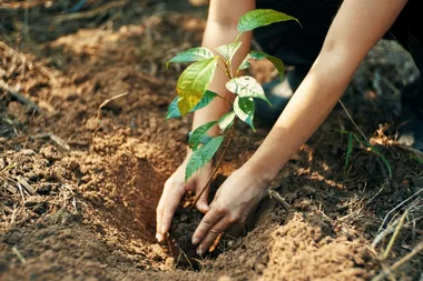 planting tree
