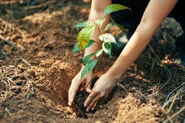 planting tree