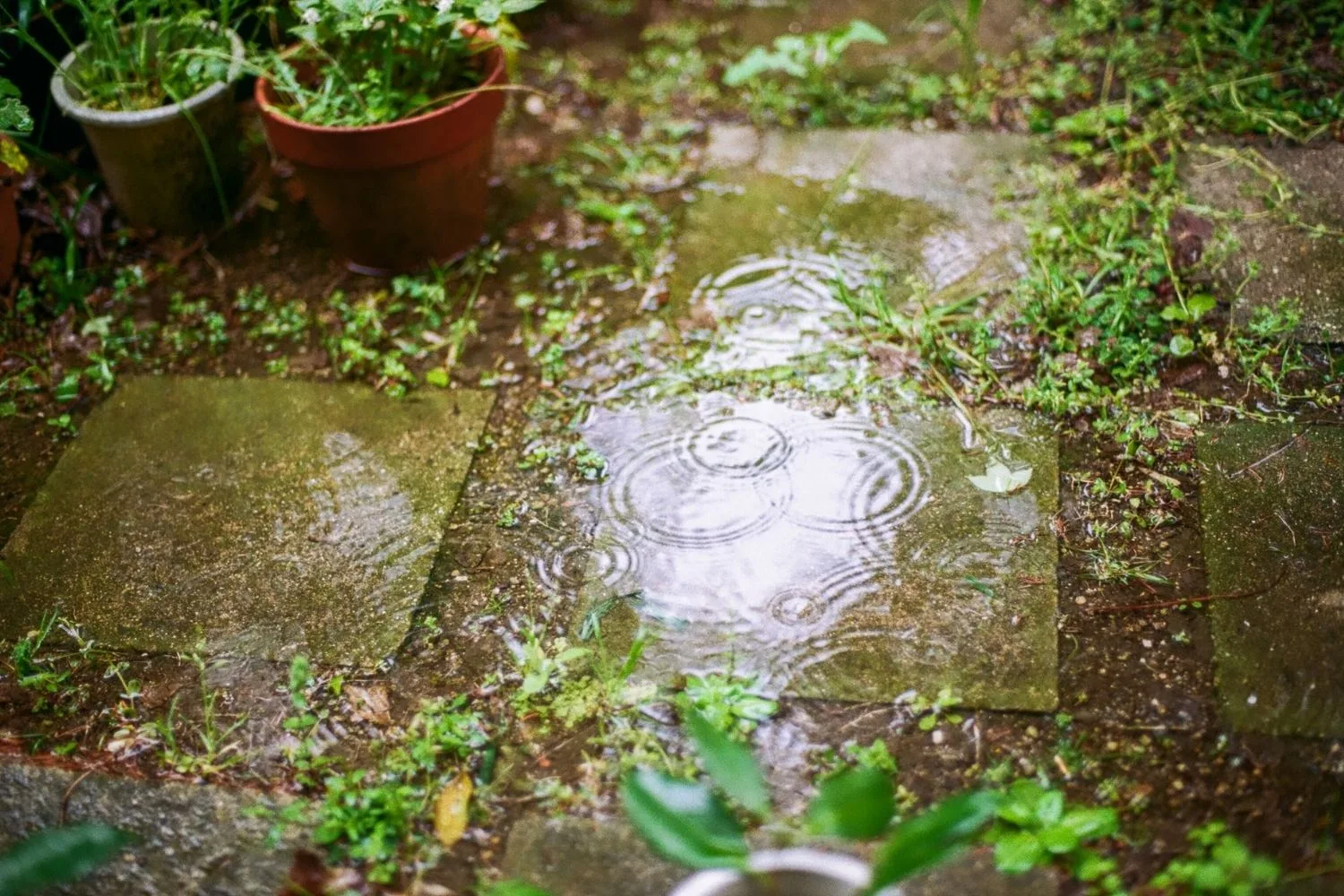 rain in garden