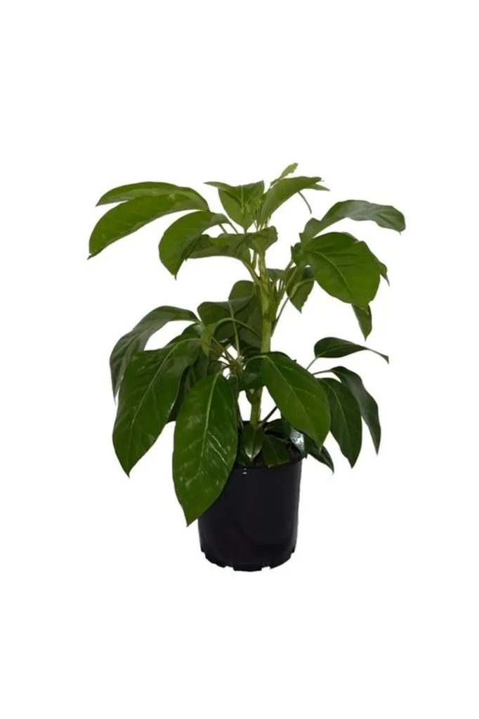 Best 10 indoor plants at Bunnings | Better Homes & Gardens Australia