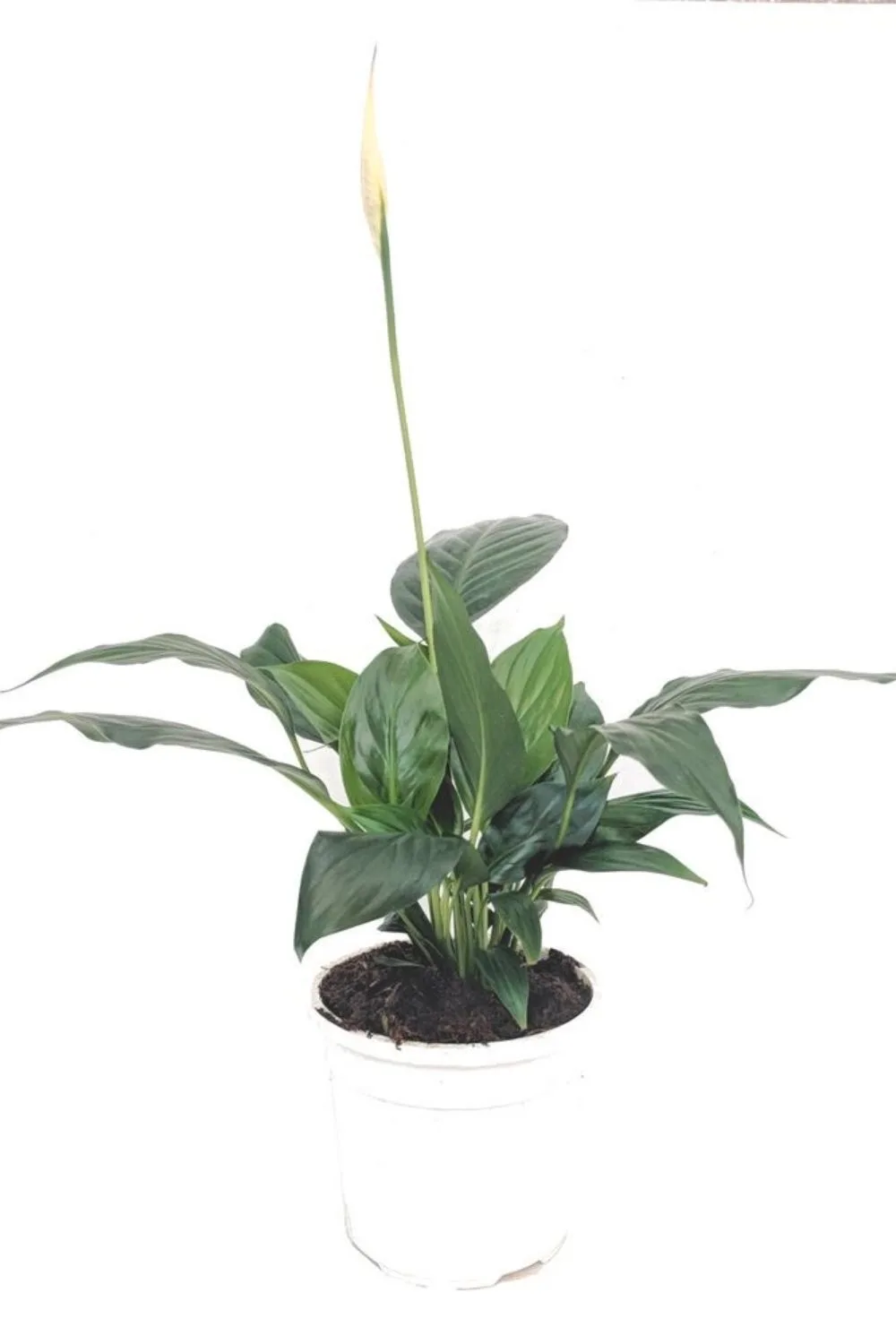 Best Lily Indoor Plant Bunnings at Bunnings – Elegant & Easy to Grow