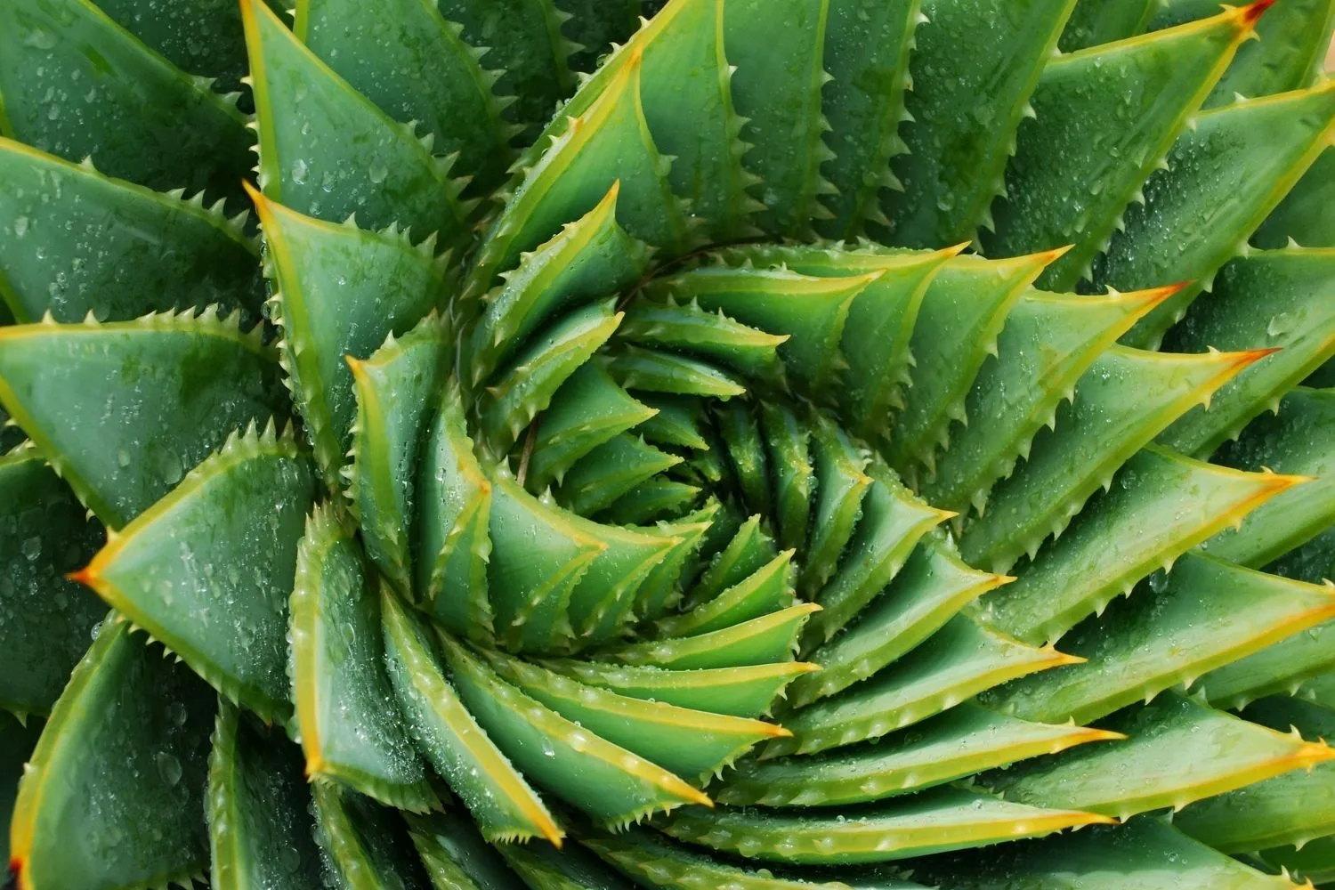 aloe vera