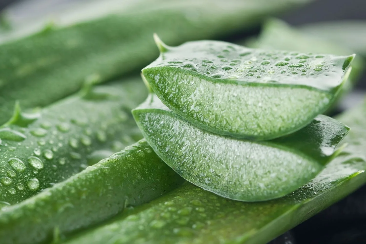 aloe vera