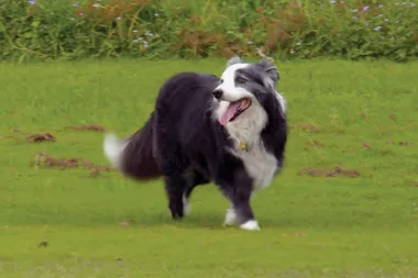 Dr Harry visits Indee the border collie