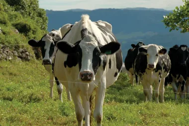 Road trip: Joh and Karen visit The Pines Dairy