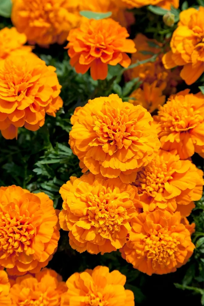 African marigold