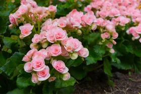 Flowers and veg you can still plant in July for a spectacular spring