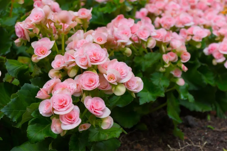 Flowers and veg you can still plant in July for a spectacular spring
