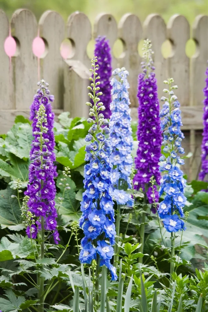 delphinium