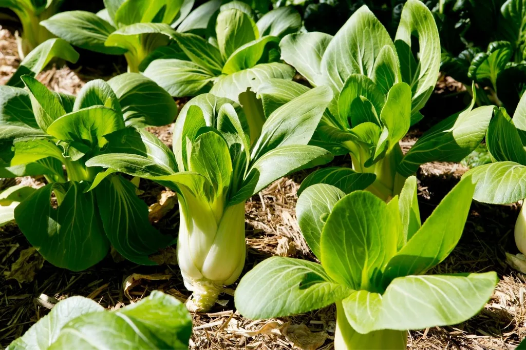 chinese cabbage