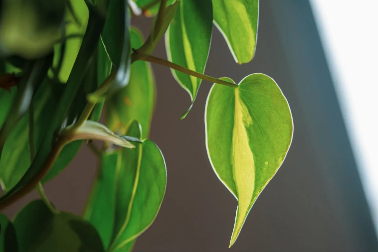 Philodendron leaves.