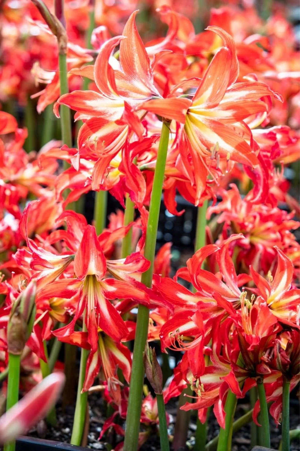 pink flowers